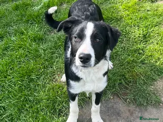 Border Collie dogs Border collie dog puppy - Advert 16