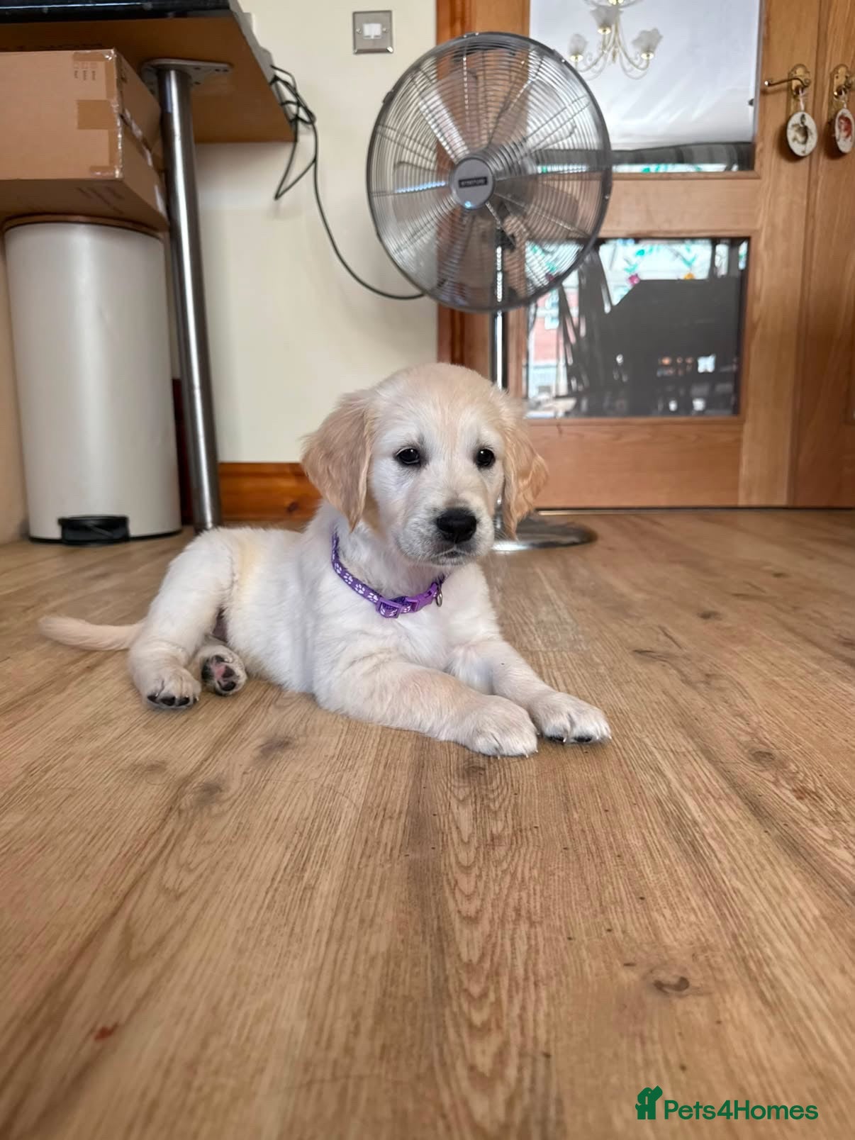 Golden Retriever dogs Golden Retrievers Seeking Forever Homes - Advert 2