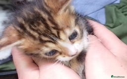 Bengal cats for sale: Bengal kittens  - Image 7