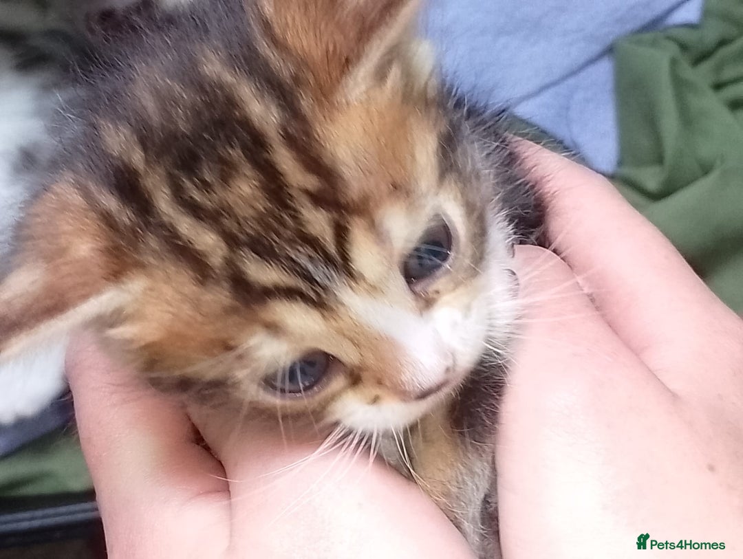 Bengal cats for sale: Bengal kittens  - Image 7