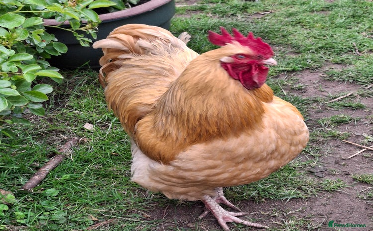 Chickens poultry - Advert 8