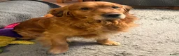 Golden Retriever dogs for sale: Selective litter from health tested parents - Advert 15
