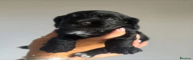 Cocker Spaniel 5