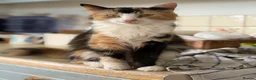 Mixed Breed cats for sale: Beautiful kittens looking for loving homes 🐾 in Whitchurch - Advert 4