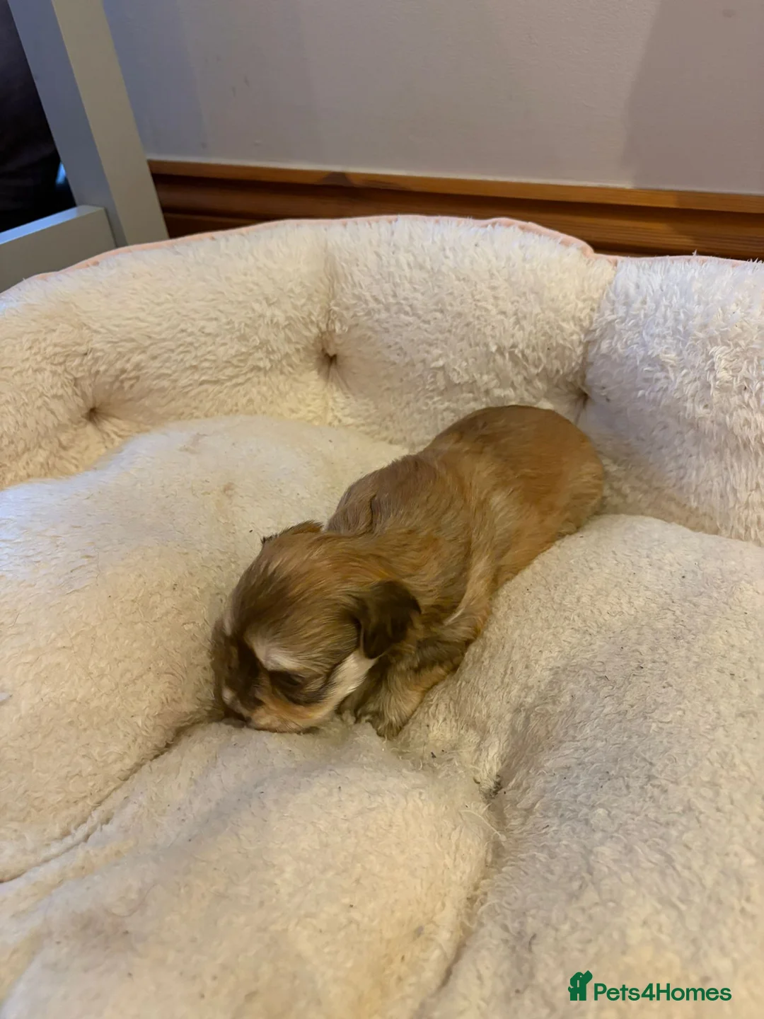 Havanese dogs for sale: Beautiful Havanese puppies - Advert 13