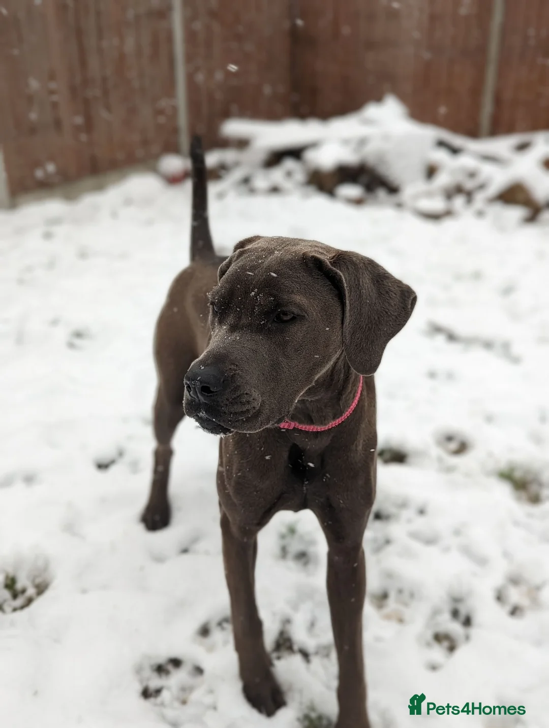 Mixed Breed dogs for sale: Beautiful bandog cross - Advert 1