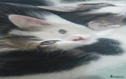 Mixed Breed cats for sale: Kittens ready now - Image 8