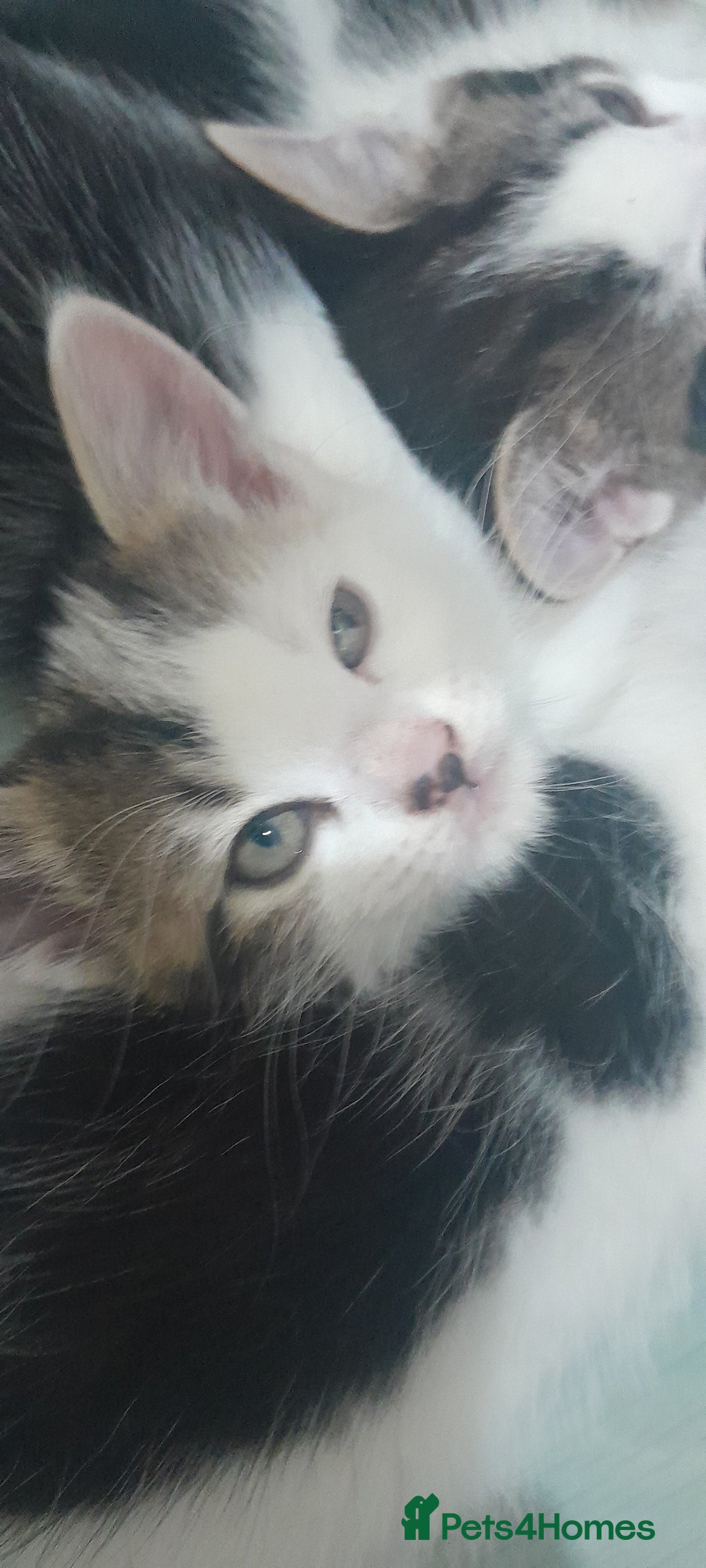 Mixed Breed cats for sale: Kittens ready now - Image 8
