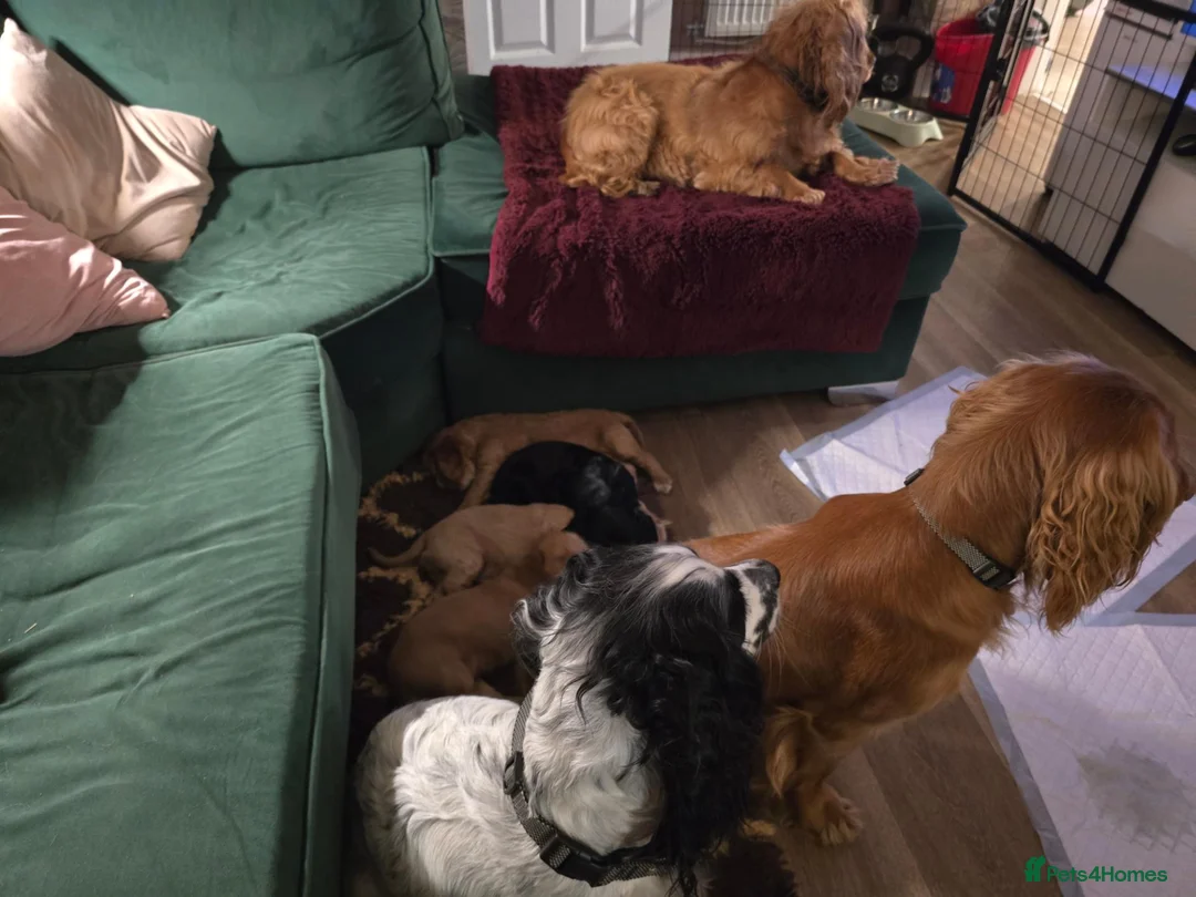 Cocker Spaniel dogs for sale: Stunning cocker spaniels  - Advert 23