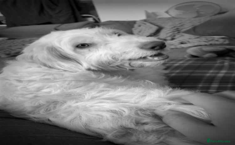 Italian Spinone dogs - Advert 1