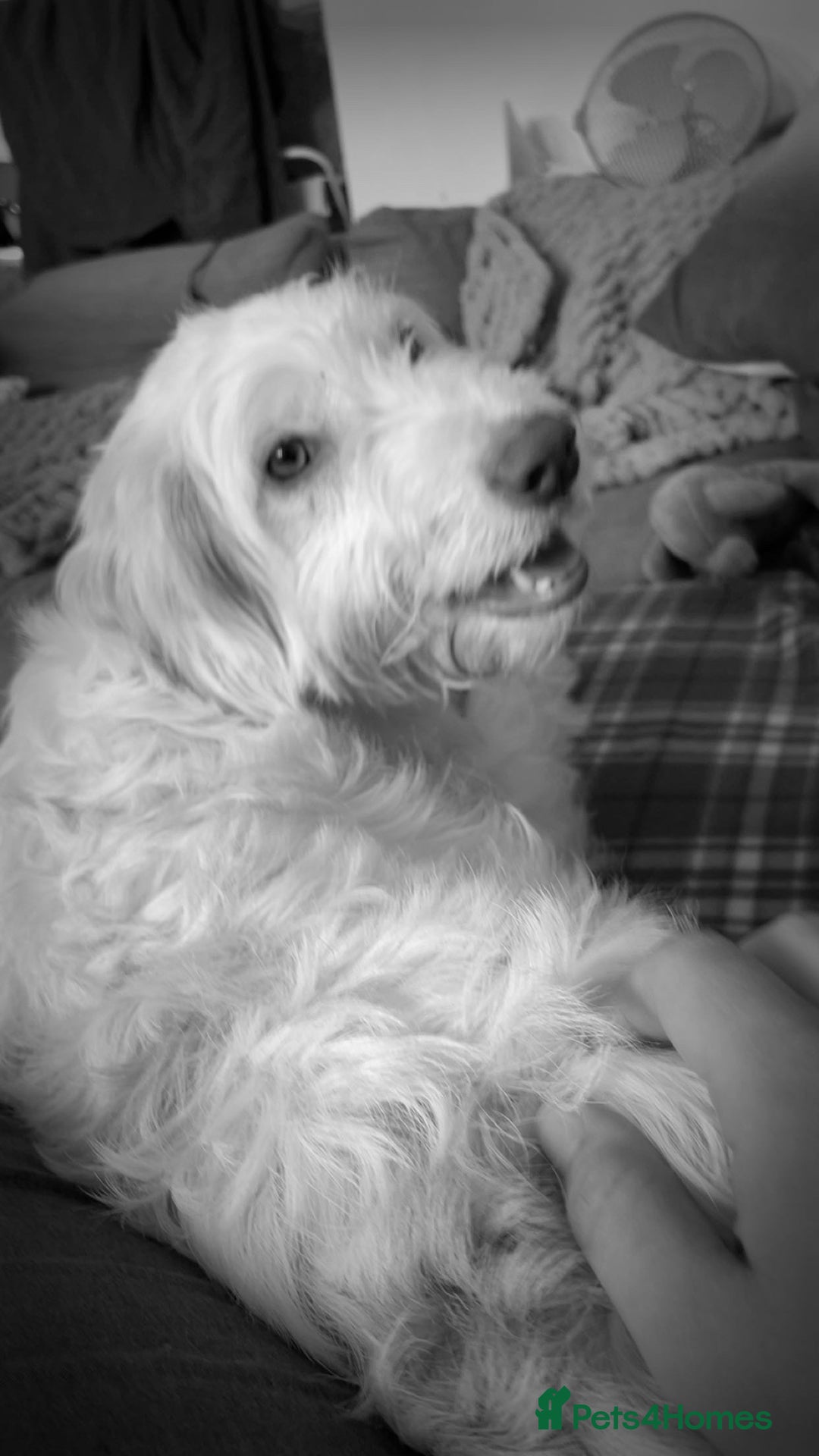 Italian Spinone dogs for sale: Bingo - Image 1