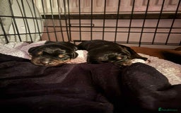 Dobermann dogs for sale: Rottaman - Image 2
