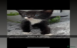 Mixed Breed cats for sale: Beautiful Mixed Breed kittens (plz see description - Image 6