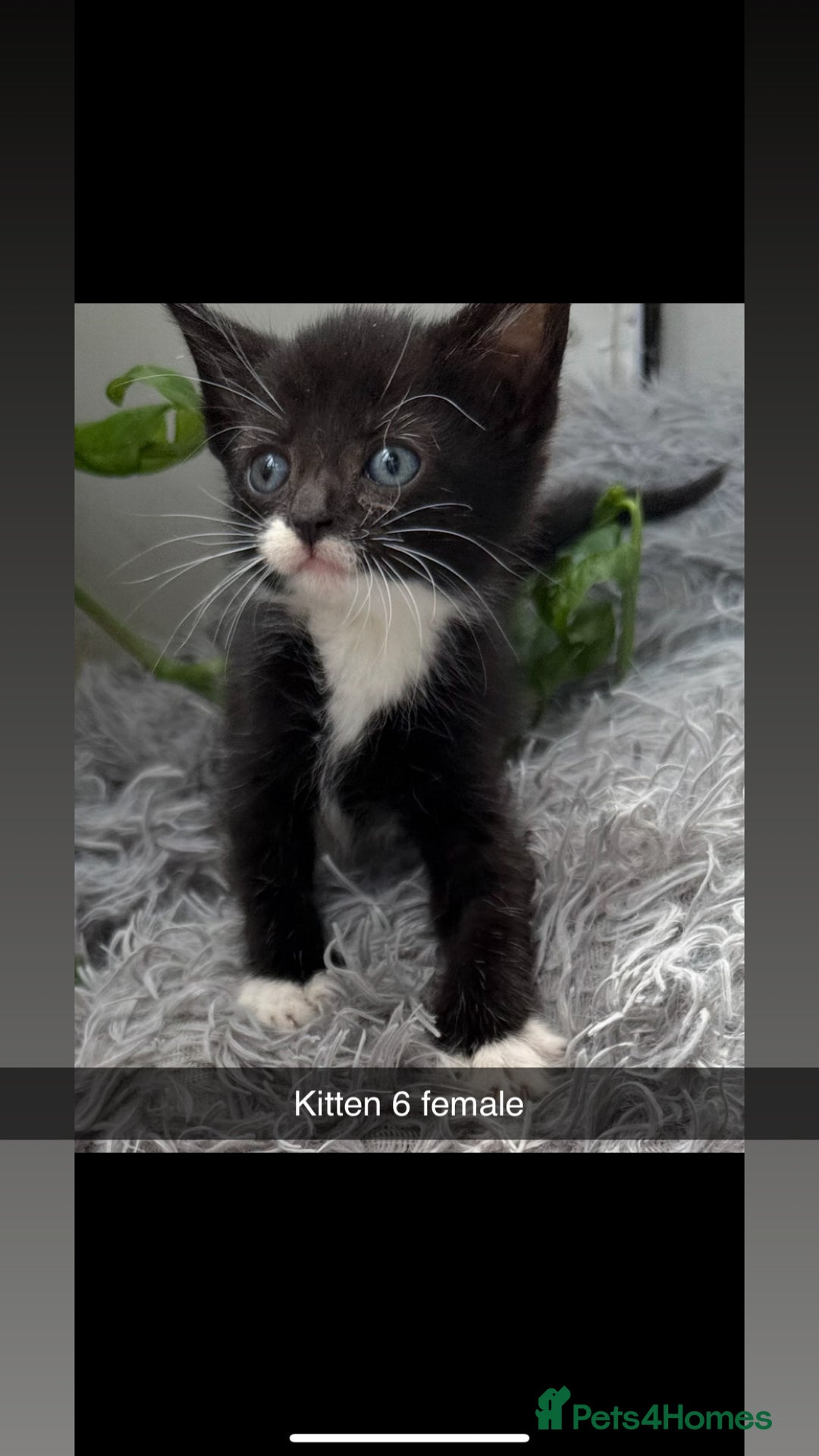 Mixed Breed cats for sale: Beautiful Mixed Breed kittens (plz see description - Image 6