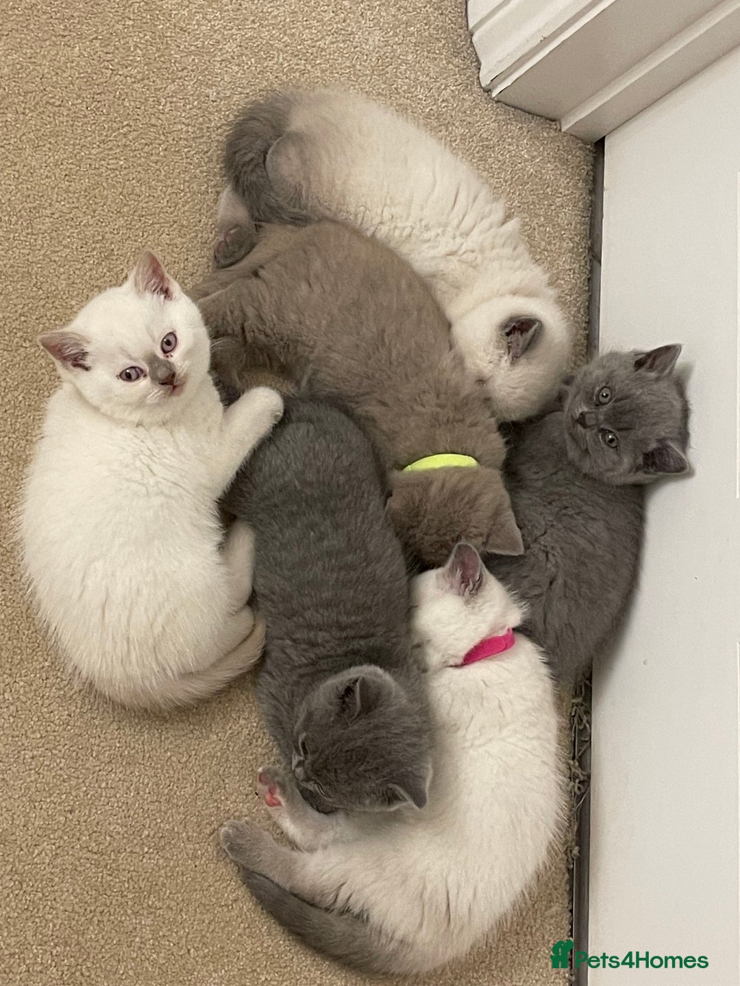 British Shorthair cats for sale: 🐱 Stunning GCCF British Shorthair Kittens  - Advert 2