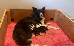 Border Collie dogs for sale: Lovely black and white Border Collie puppies.  - Image 3