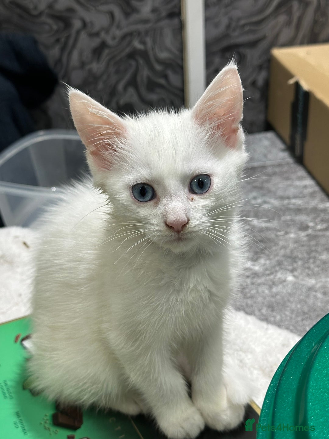 Turkish Angora cats for sale: Turkish angora ready now  - Advert 4