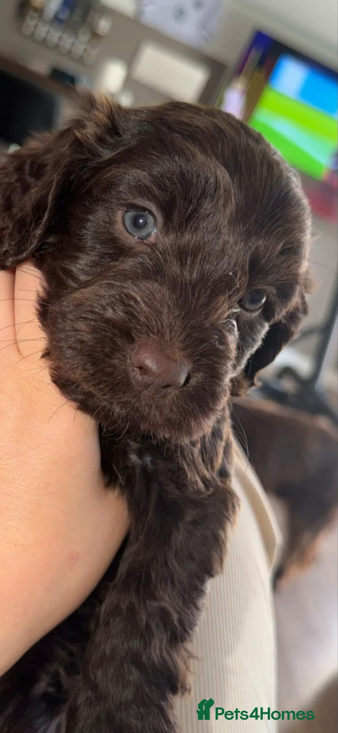 Cockapoo dogs for sale: Cockapoo puppies - Advert 2