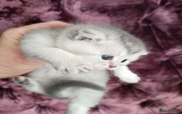 British Shorthair cats for sale: Chunky kittens for sale  - Advert 10