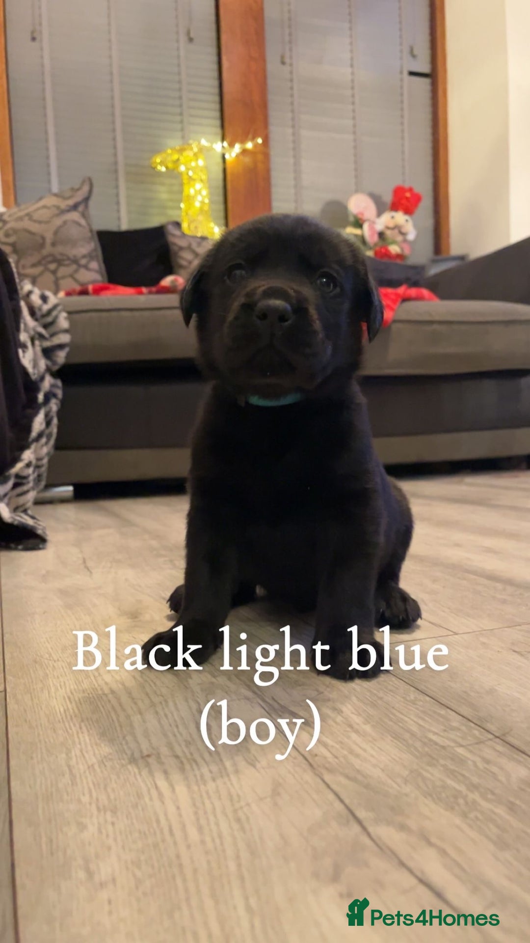 Labrador Retriever dogs for sale: Black & Chocolate Labrador pups  - Advert 5