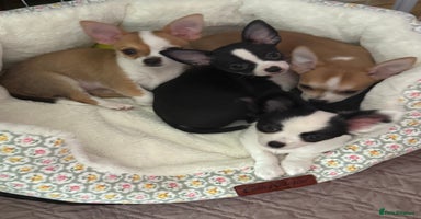Chihuahua dogs - Advert 9