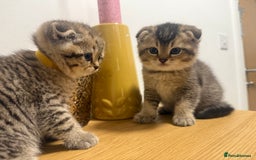 British Shorthair cats for sale: British rainbow shorthair kittens - Image 5