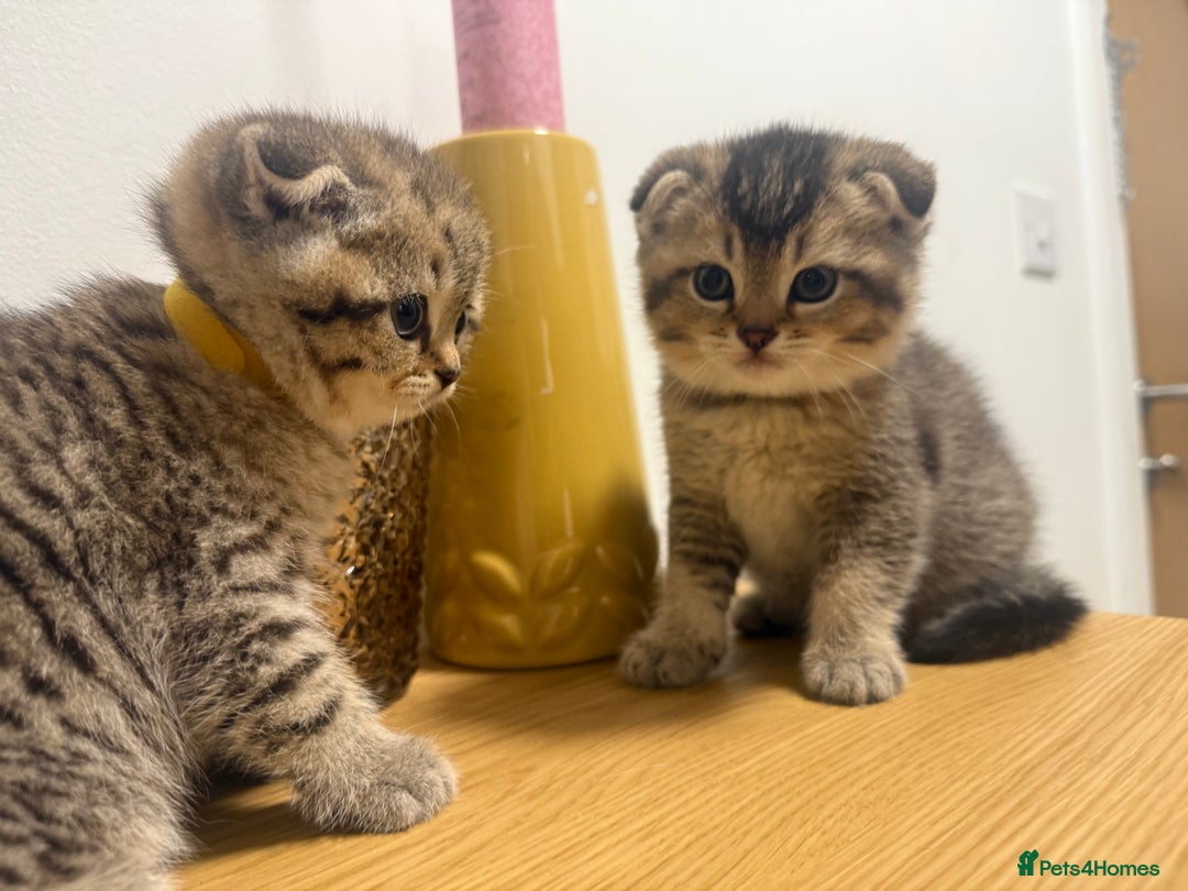 British Shorthair cats for sale: British rainbow shorthair kittens - Image 5