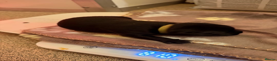 Staffordshire Bull Terrier Puppy 5