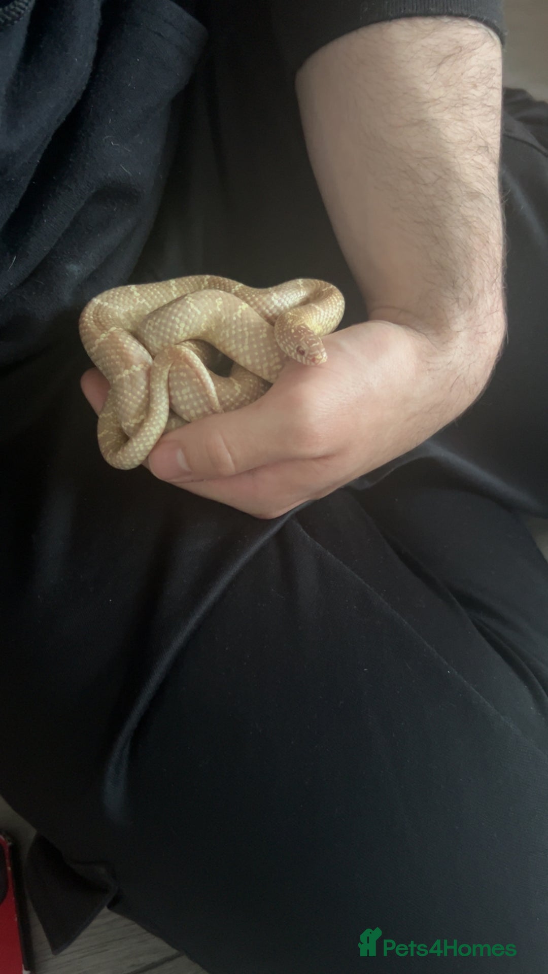 King Snake reptiles for sale: Peanut butter morph king snake with full set up  - Image 3