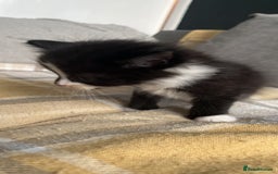 Mixed Breed cats for sale: 6 kittens for sale  - Image 4