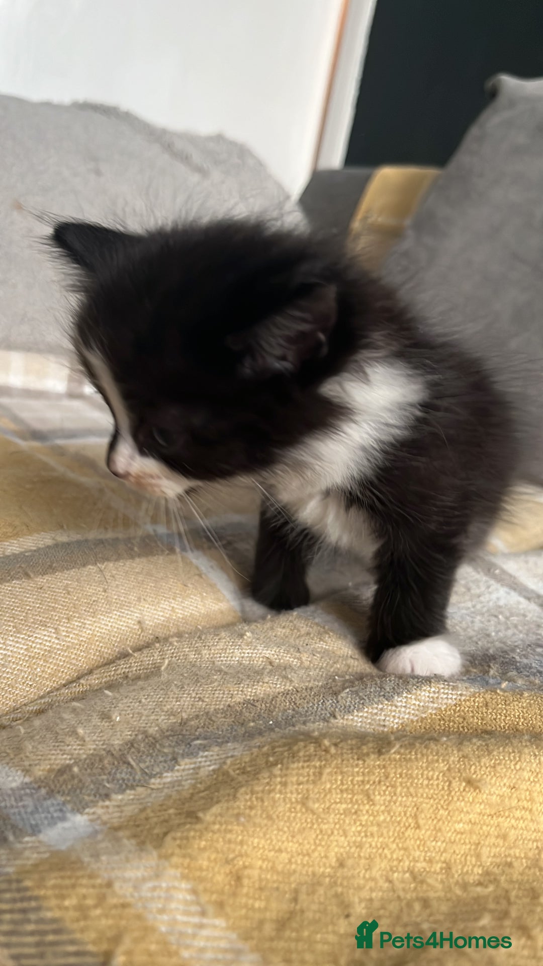 Mixed Breed cats for sale: 6 kittens for sale  - Image 4
