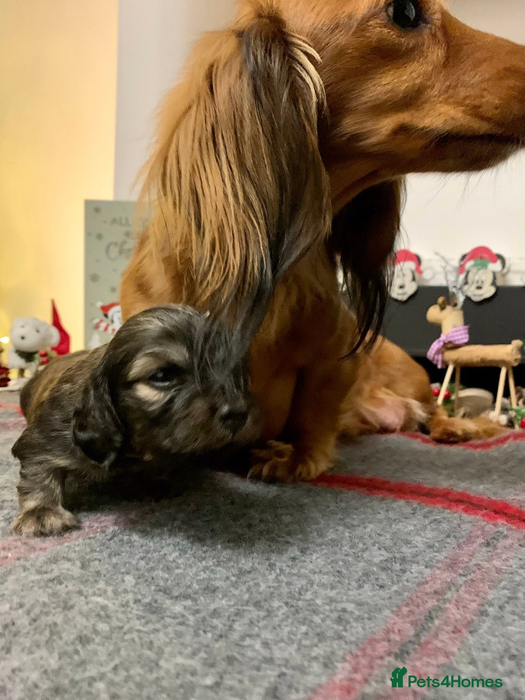 Miniature Dachshund dogs for sale: KC Registered true to type Longhaired mini’s - Advert 4