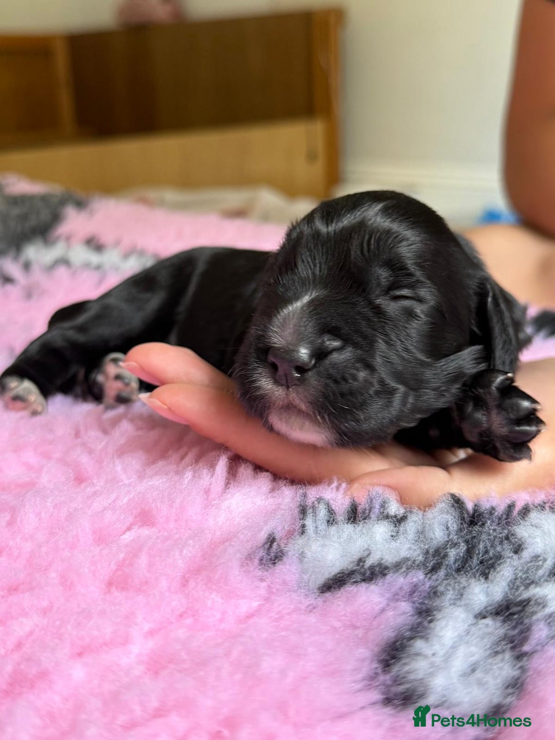 Cocker Spaniel dogs for sale: Gorgeous KC registered Working Cocker Spaniels - Image 13