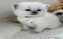 Ragdoll cats for sale: Stunning Bluepoint Ragdoll Kittens for sale - Image 20