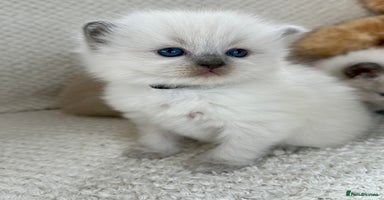 Ragdoll cats - Advert 4