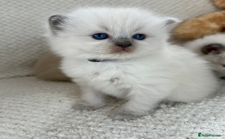 Ragdoll cats - Advert 15