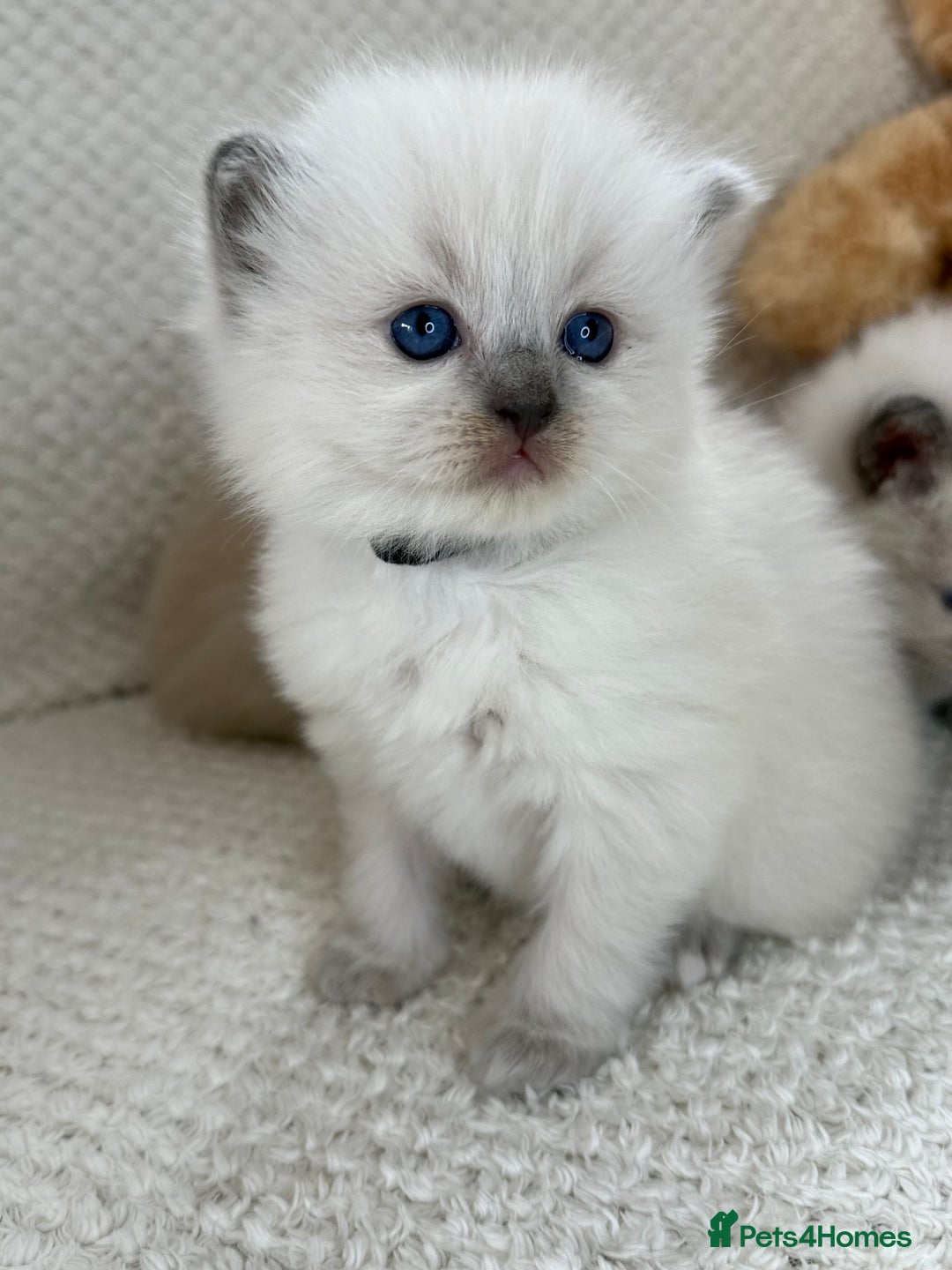 Ragdoll cats for sale: Stunning Bluepoint Ragdoll Kittens for sale - Image 20