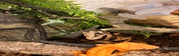 Gecko reptiles for sale: Crested gecko - orange female 🦎🍑 - Advert 7