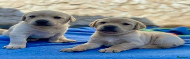 Labrador Retriever Puppy 6