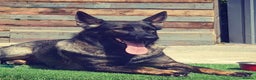 German Shepherd dogs for sale: Stunning Working line German Shepherd - Advert 28