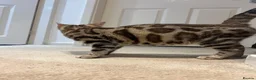 Bengal cats for sale: REDUCED Two Bengals READY for their forever homes  - Advert 29