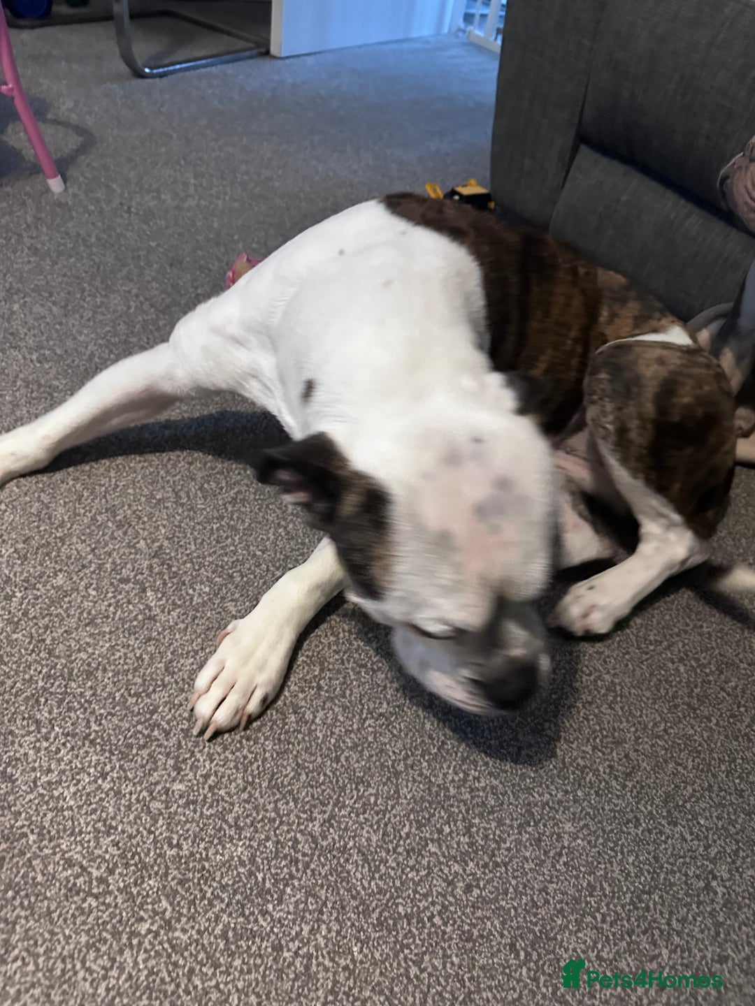 Old Tyme Bulldog dogs for sale: Old Tyme Bulldog - Advert 2