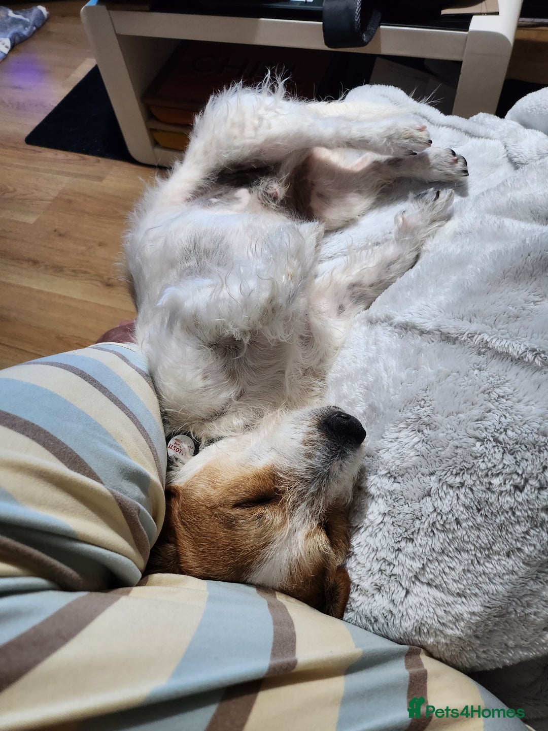 Jack Russell dogs for sale: Milo. - Advert 1