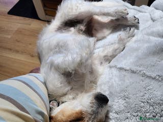 Jack Russell dogs Milo. - Advert 2