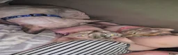 Sphynx cats for sale: Young Female Sphynx  - Advert 8