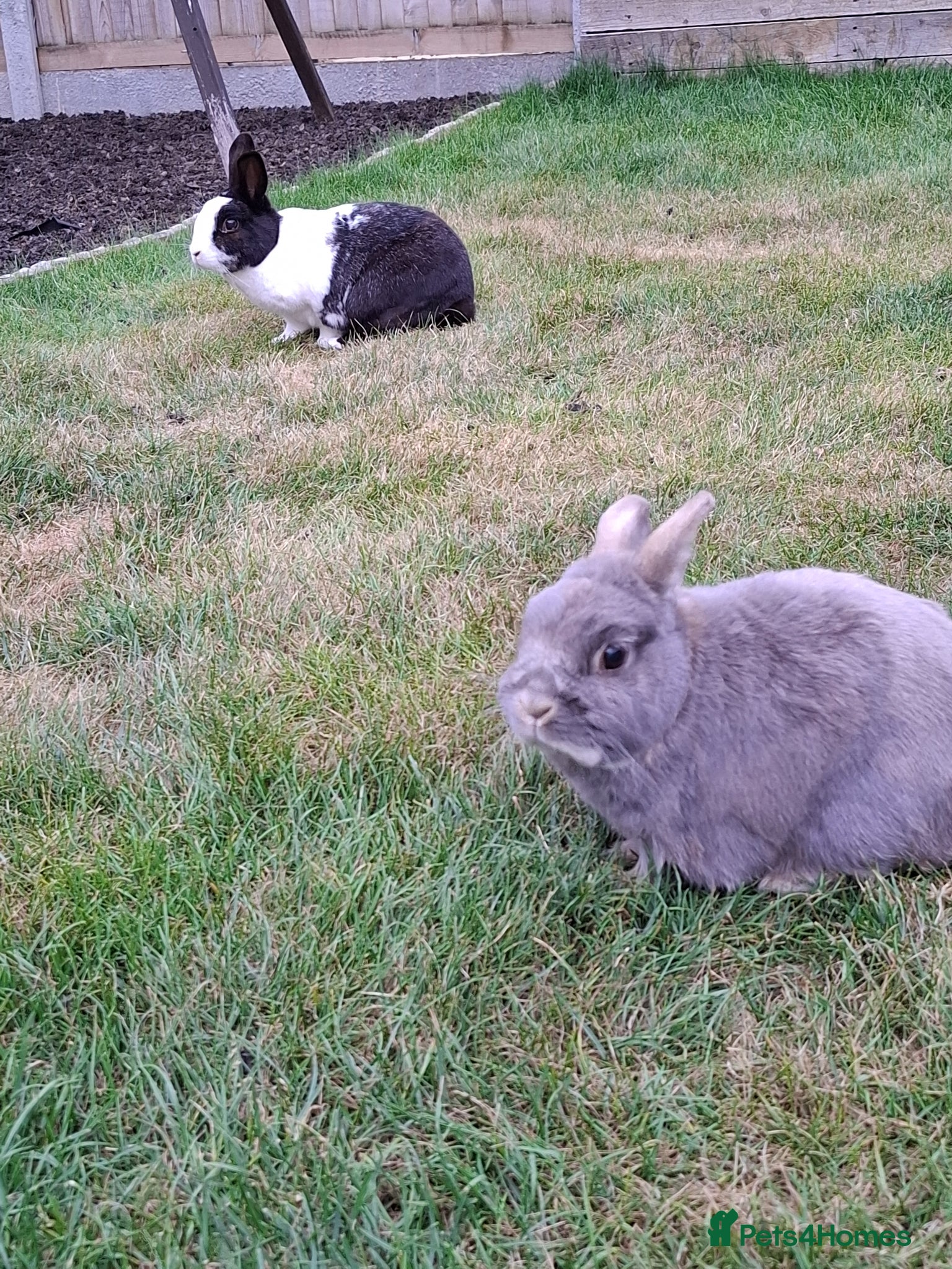Netherland Dwarf rabbits for sale: Klompje (M) & Sapheiri (F) bonded couple. 7-8yrs in Bury Saint Edmunds - Advert 2