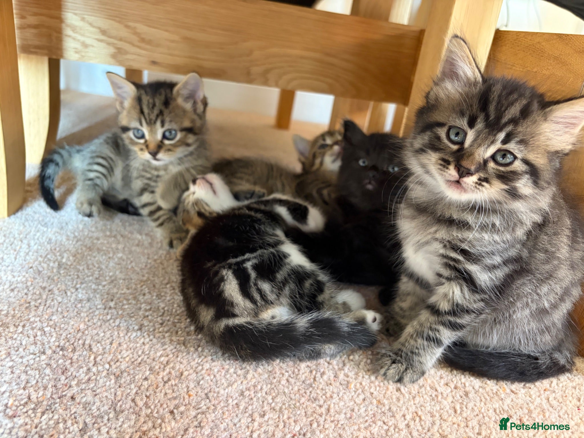 Mixed Breed cats Mixed breed tabby kittens - Advert 3