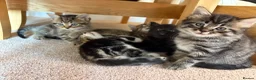Mixed Breed cats for sale: Mixed breed tabby kittens in Doncaster - Advert 1