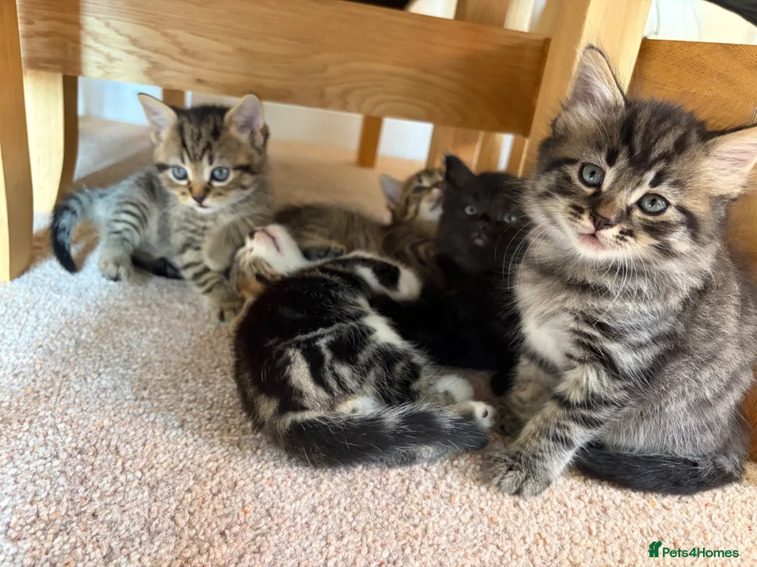 Mixed Breed cats for sale: Mixed breed tabby kittens in Doncaster - Advert 1