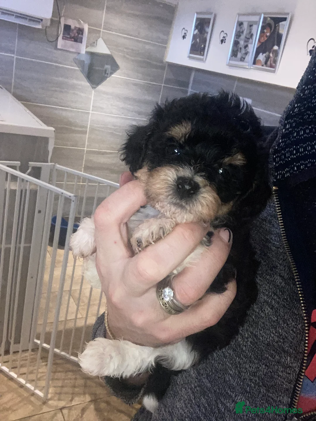 Shihpoo dogs for sale: WAITING LIST Toy Shihpoo puppies  - Advert 8